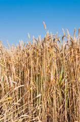 Ripe common wheat against a blue sky