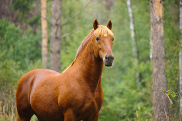 chestnut horse portrait - 45186503