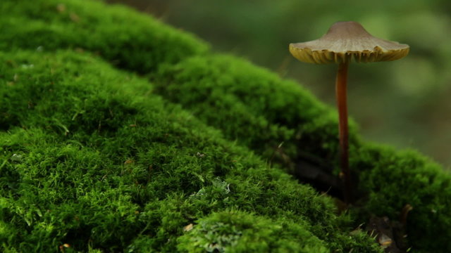 mushroom growing from tree, Мусепа haematopus