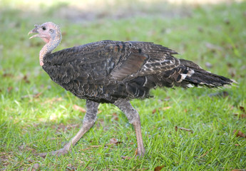 Domestic bird