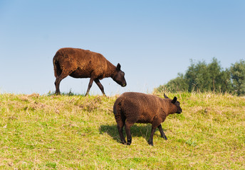 Two brown sheep with a thick and warm coat