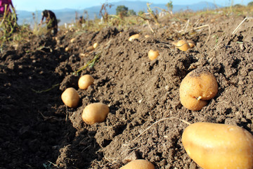 potato field
