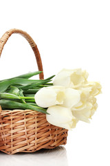 Fototapeta na wymiar piękne tulipany w koszu na białym tle.