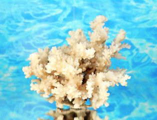 Sea coral on water background close-up