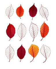 Obraz premium foliage