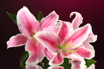 beautiful lily, on pink background