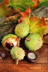 Chestnuts with autumn dried leaves and bark,