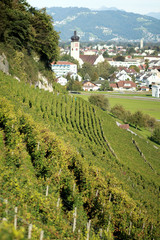 Landschaft einer Weinrebe