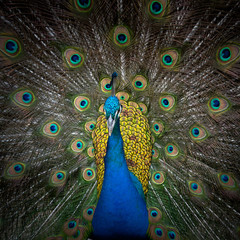 Obraz premium Peacock displaying his colorful feathered tail