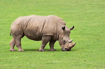 rhinoceros eating grass peacefully