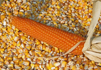 surrounded by mature cob corn in autumn