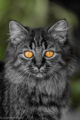 Adorable fluffy kitten in black and white