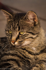 Pretty tabby cat lying in afternon sun
