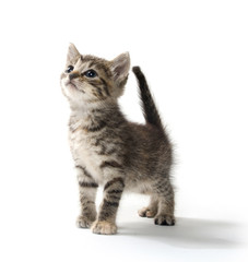 Obraz premium Cute tabby kitten
