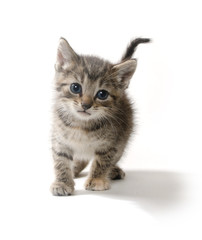 Cute tabby kitten