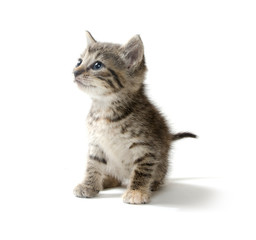 Fototapeta premium Cute tabby kitten