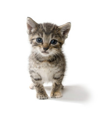 Cute tabby kitten