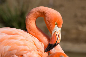 Bright salmon colored Caribbean flamingo head shot image