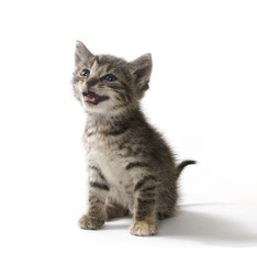 Cute tabby kitten