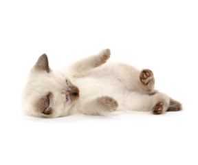 Cute kitten laying down