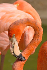 Caribbean Flamingo (Phoenicopterus ruber) with neck curled.