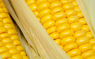 corn comb close up