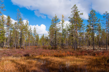 Осень на полуострове Ямал.