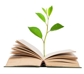 Green sprout growing from open book