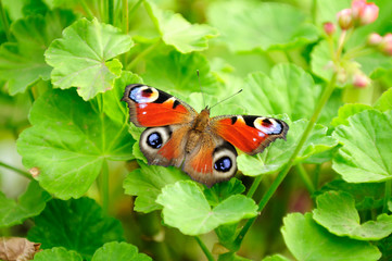 Peacock Butterfly on Green Pelargonium Leaves