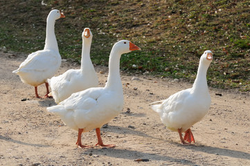 Gaggle of White Domestic Geese