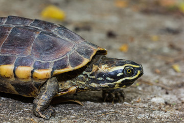 Obraz premium Malayan snail-eating turtle