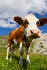 Fototapeta na wymiar Krowa na pastwisku w górach Dolomiti