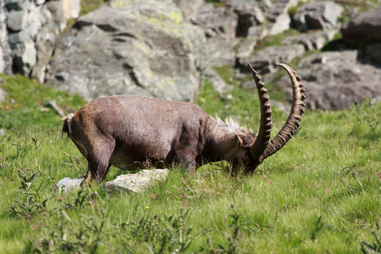 stambecco maschio (capra ibex)