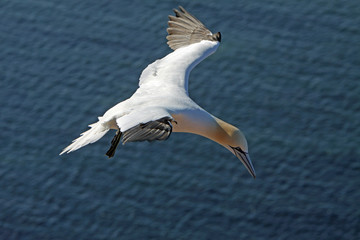 Basstölpel am Vogelfelsen auf Helgoland