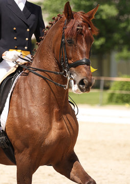 dressage horse