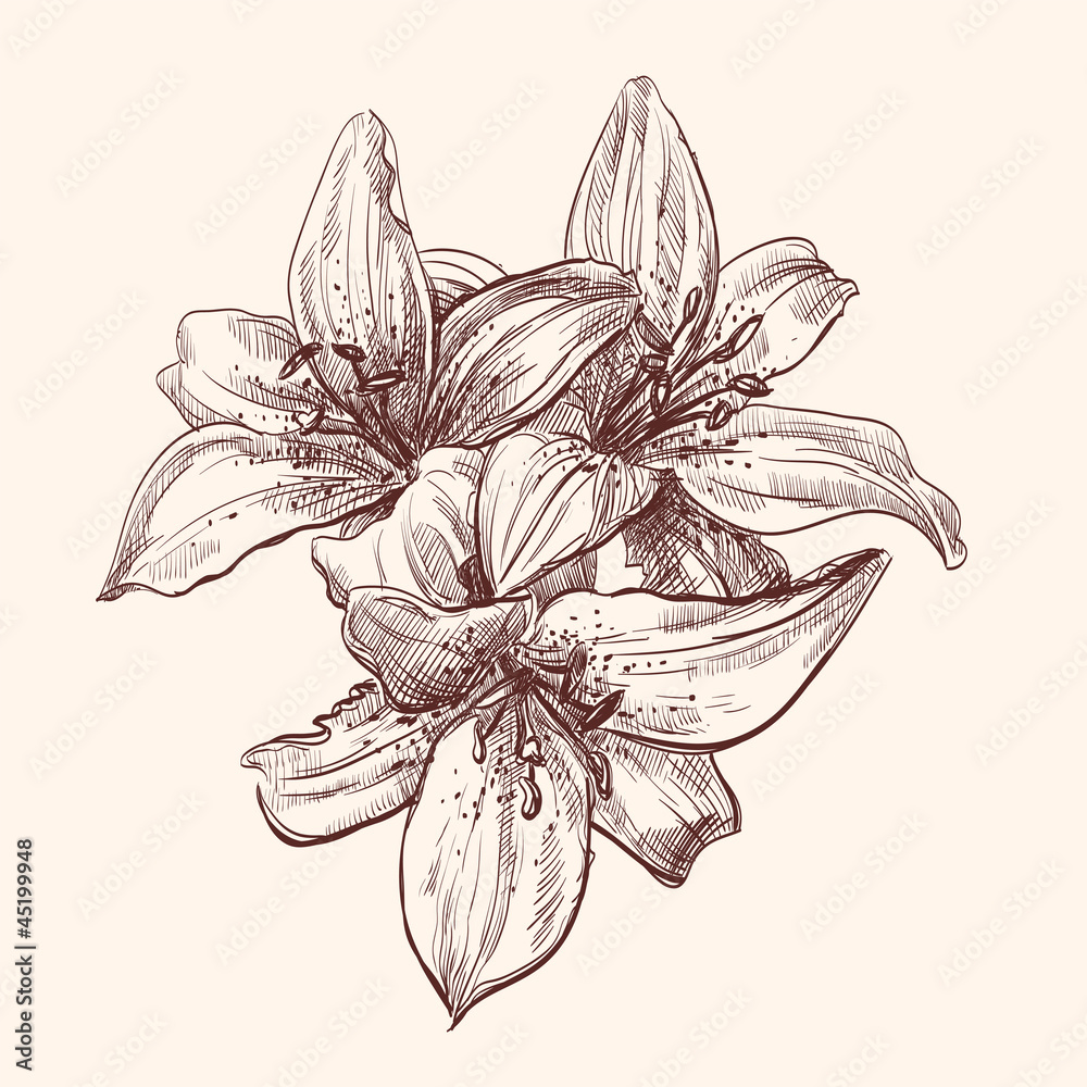 Wall mural illustration lily