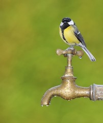 Pájaro esperando para beber agua.
