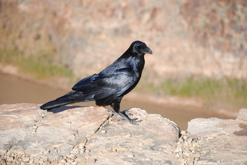 Black crow on the Grand Canyon