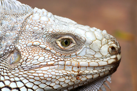 Close up the eye of  iguana