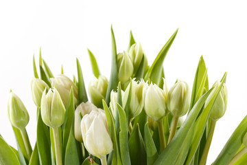 Obraz na płótnie Canvas nice tulips