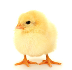 beautiful little chicken isolated on the white
