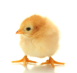 Fototapeta premium beautiful little chicken isolated on the white