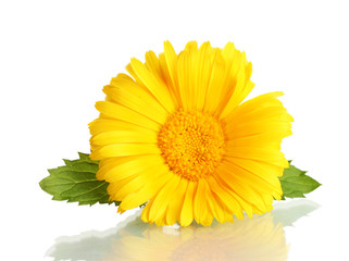 beautiful calendula flower, isolated on white