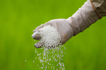 pouring of chemical fertilizer with farmer hand