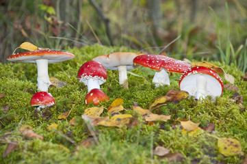 fly agaric toadstools in a autumn forest