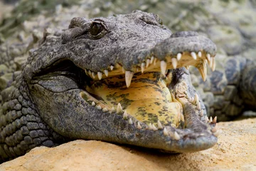 Photo sur Aluminium Crocodile Crocodile se refroidit avec la bouche ouverte