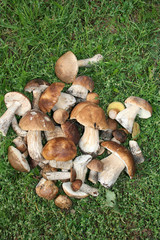 куча грибов на траве