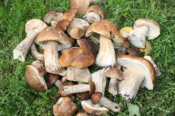 куча грибов на траве