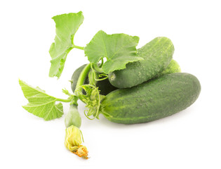 cucumber