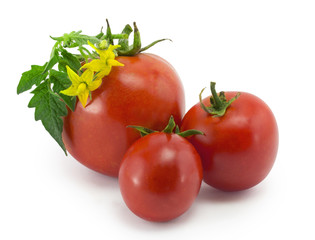 tomatoes